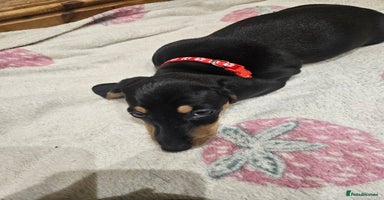 Dachshund dogs Dachshund pups  - Advert 7