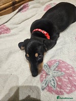 Dachshund dogs Dachshund pups - Advert 2