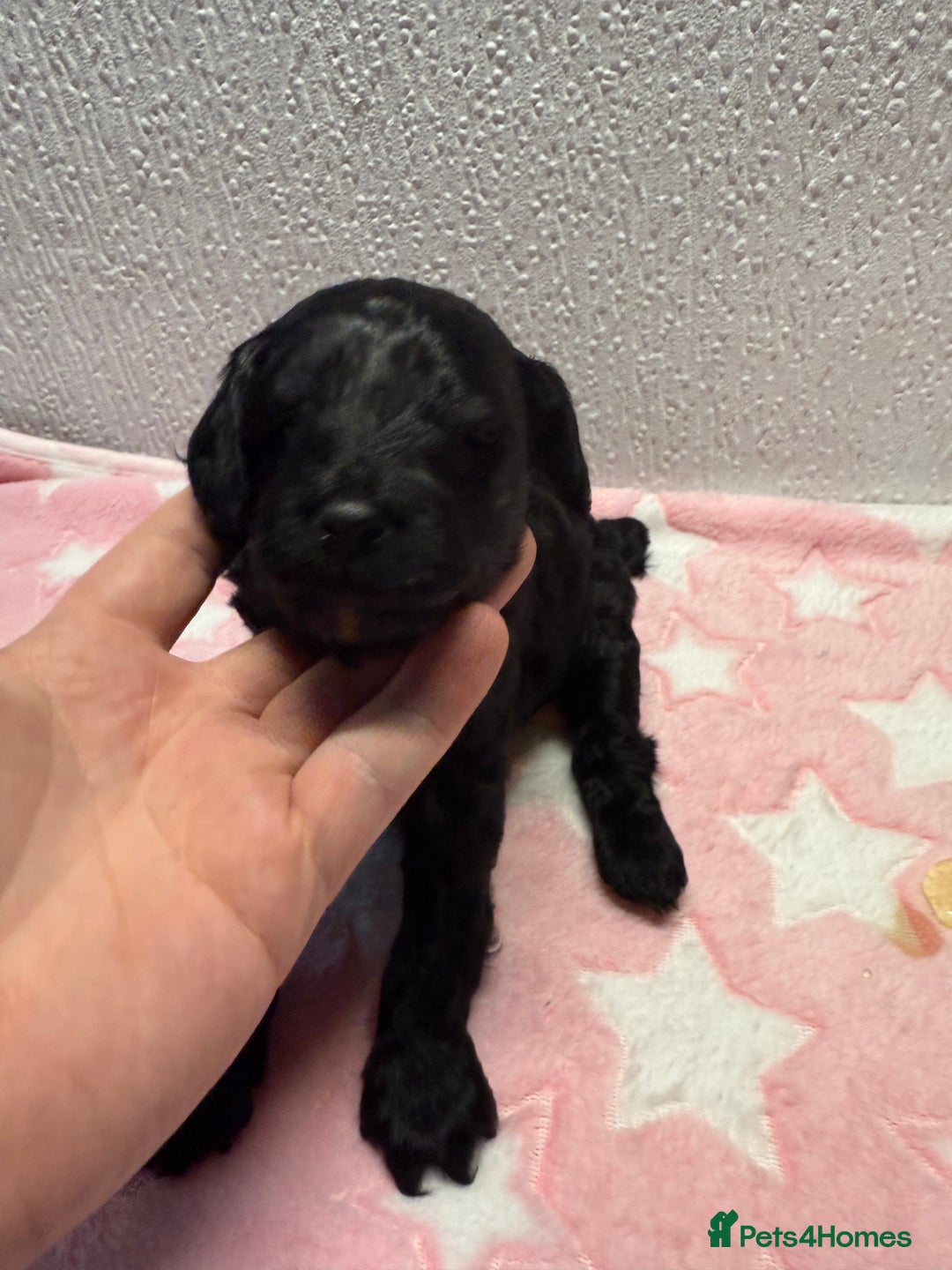 Cockapoo dogs for sale: F2 cockapoo puppies LAST GIRL  - Advert 9