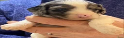 Miniature Poodle dogs for stud: Brown Phantom Merle Mini Poodle health tested in Stockton-on-Tees - Advert 39
