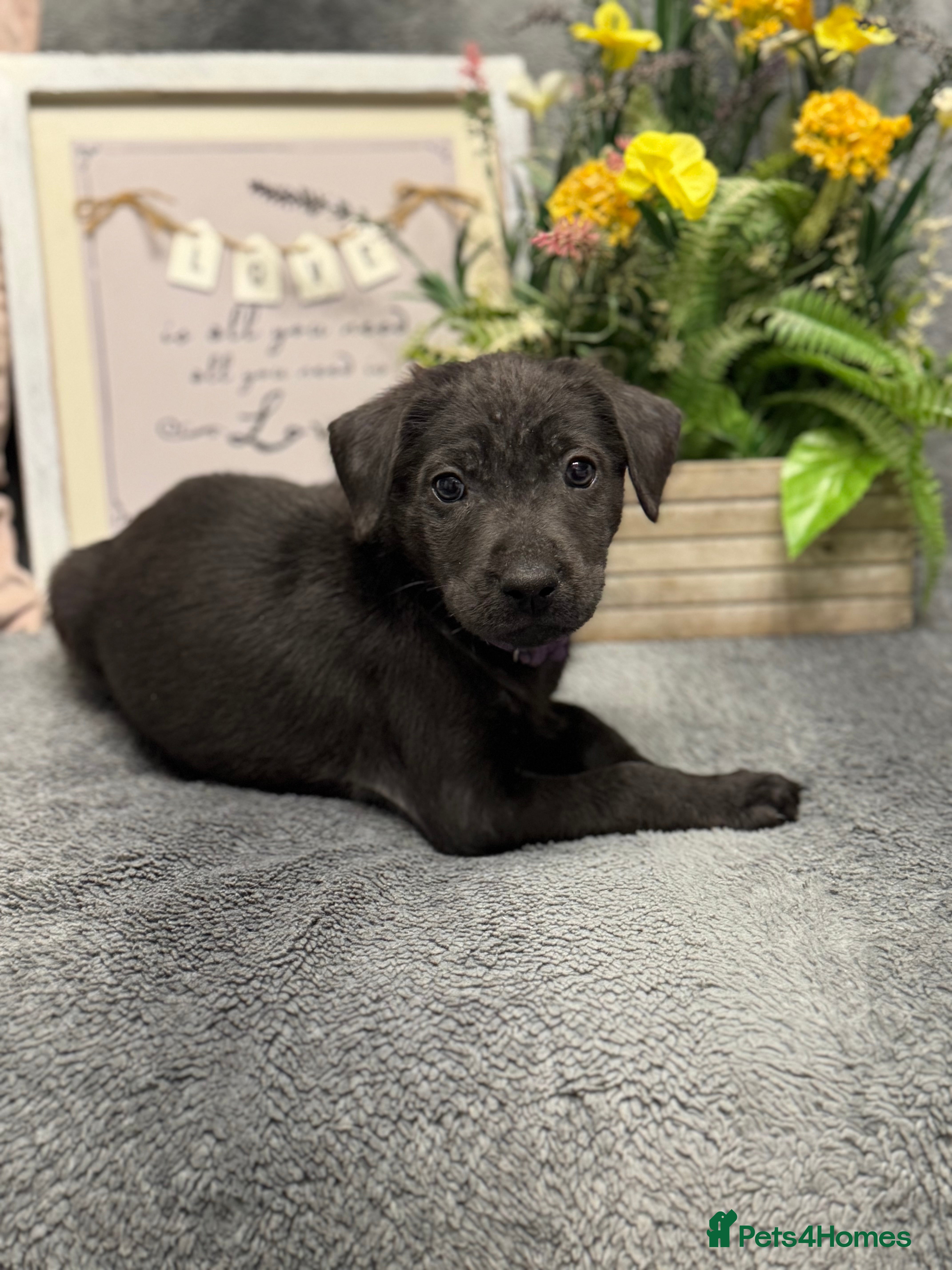 Labrador Retriever dogs 🐶 KC LABRADOR PUPPIES 🐶 - Advert 2