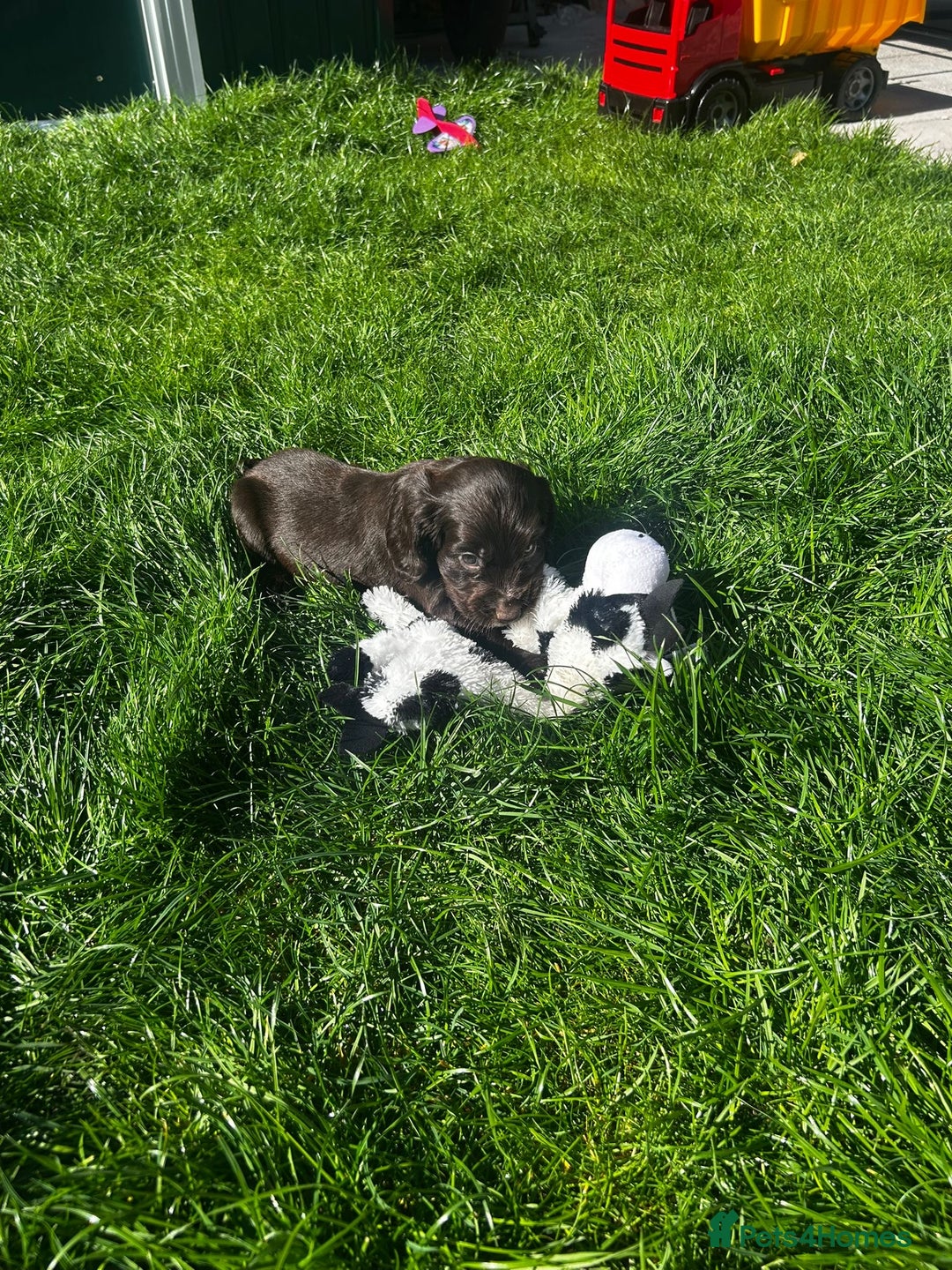 Cocker Spaniel dogs for sale: Show cocker spaniels  - Image 26
