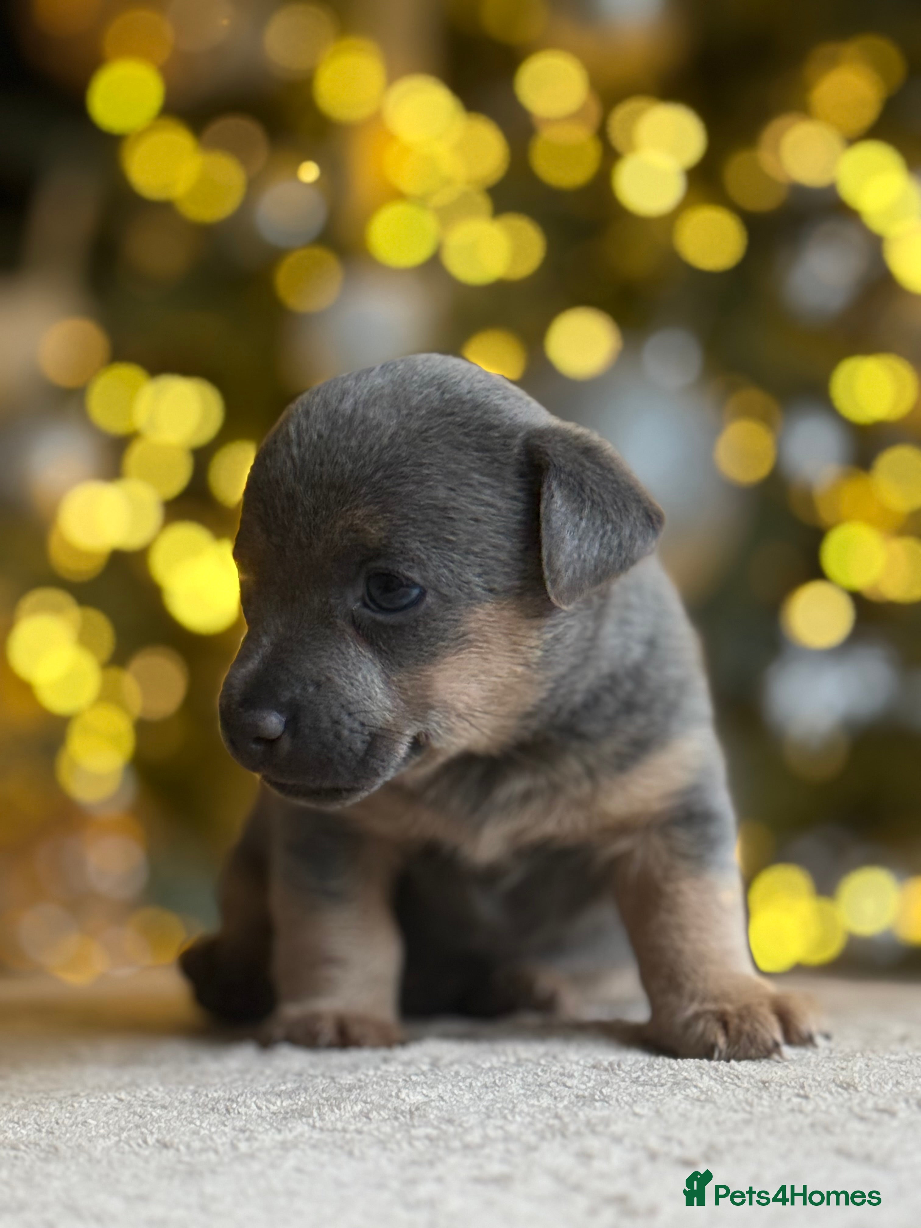 Jack Russell dogs ✨ Exceptional Miniature Jack Russell Puppies ✨ - Advert 8