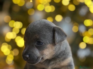 Jack Russell dogs ✨ Exceptional Miniature Jack Russell Puppies ✨ - Advert 10