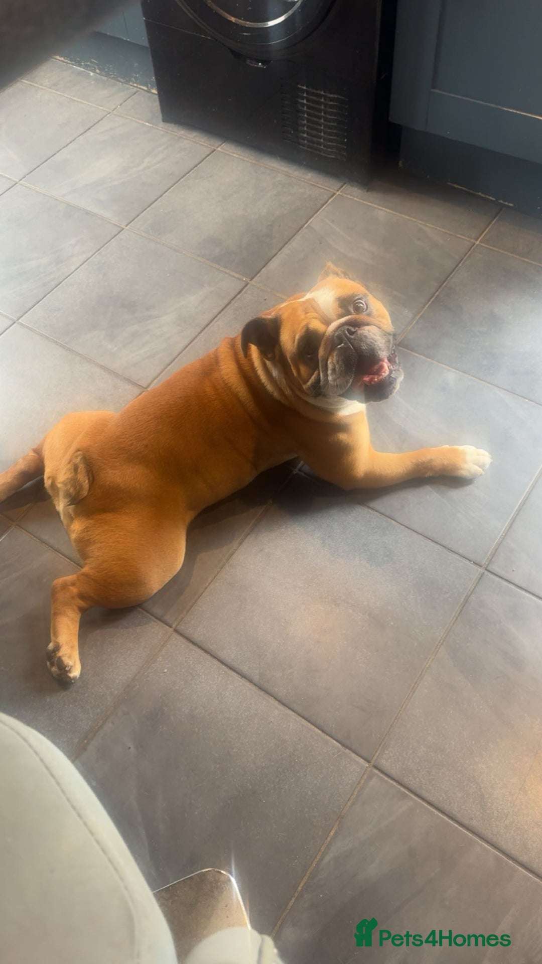 English Bulldog dogs for sale: Red and White English Bulldogs  - Advert 1