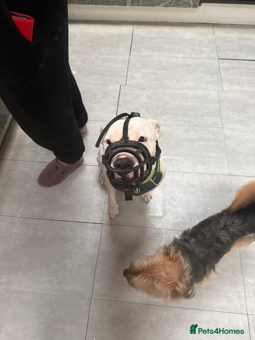 Mixed Breed dogs for sale: 3 dog - Advert 1