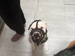 Mixed Breed dogs 3 dog - Advert 7