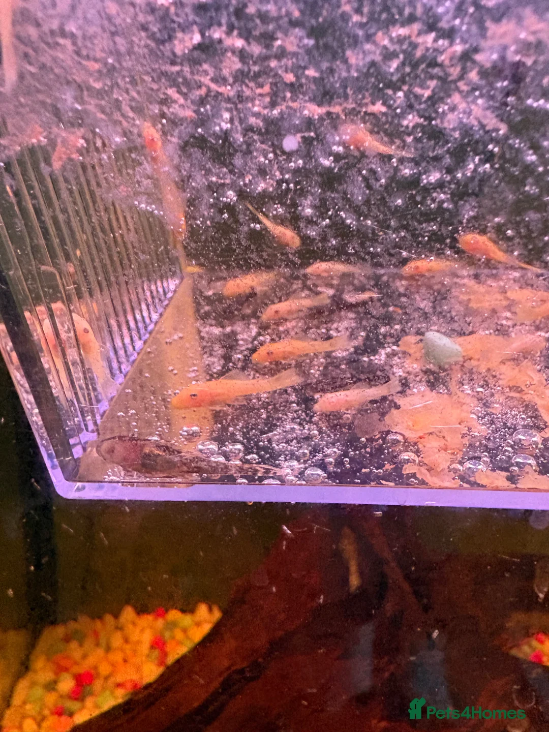 Plecos fish for sale: Pleco fish  - Advert 1