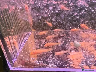 Plecos fish Pleco fish - Advert 4