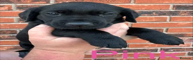 Pink - bitch