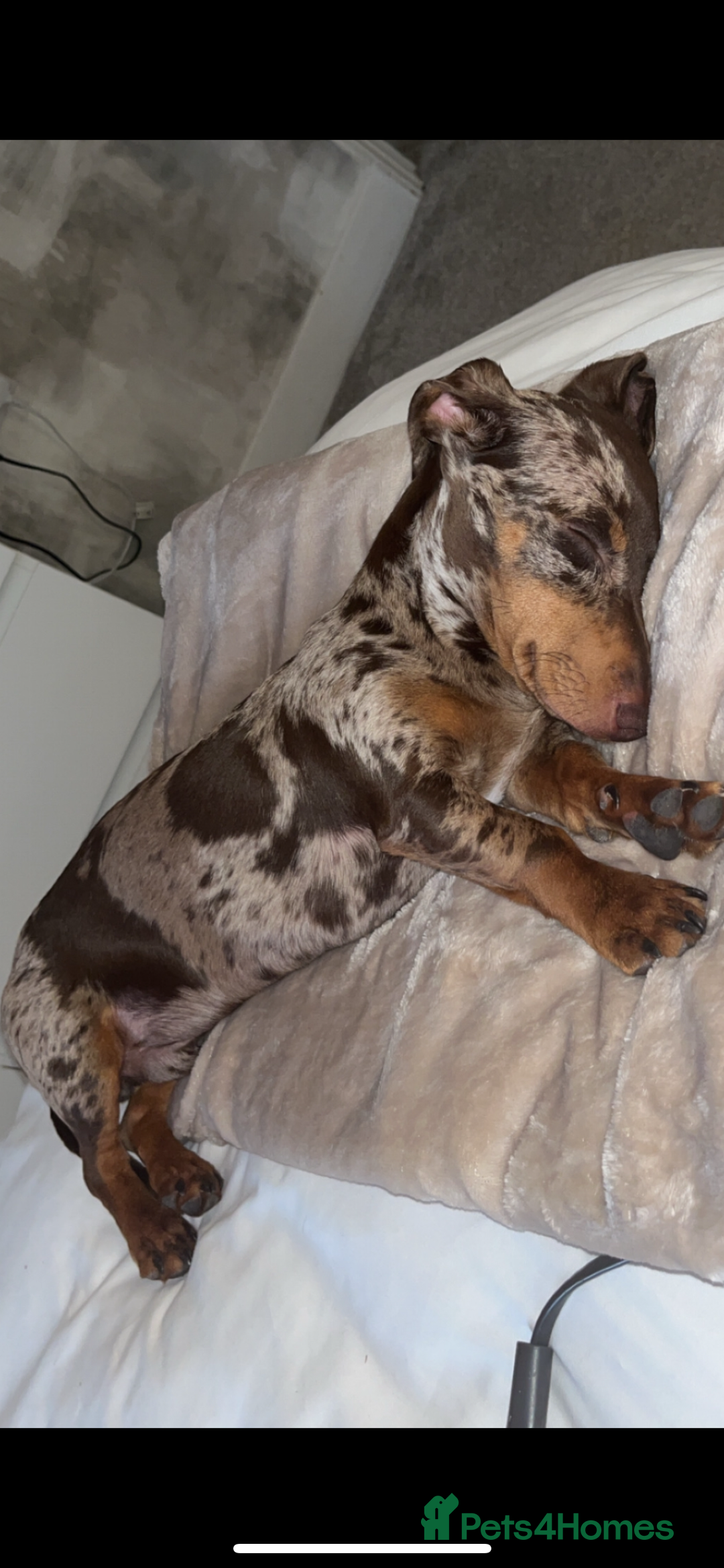 Miniature Dachshund dogs for stud: 💥FIRST TIME DAPPLE STUD💥 - Image 9