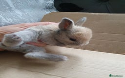 Lionhead rabbits for sale: Baby bunny's mixed lionhead /northern dwaf - Image 11