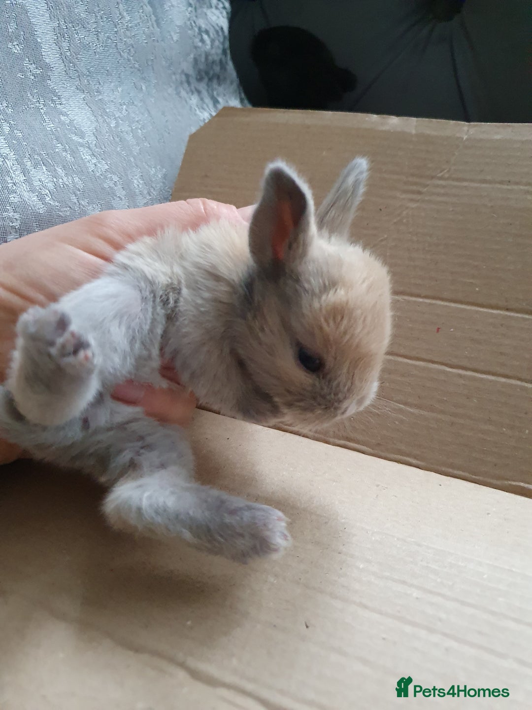 Lionhead rabbits for sale: Baby bunny's mixed lionhead /northern dwaf - Image 11