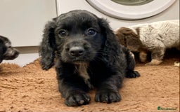 Cocker Spaniel dogs for sale: Cocker Spaniel puppies - Image 16