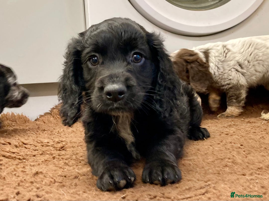 Cocker Spaniel dogs for sale: Cocker Spaniel puppies - Image 16