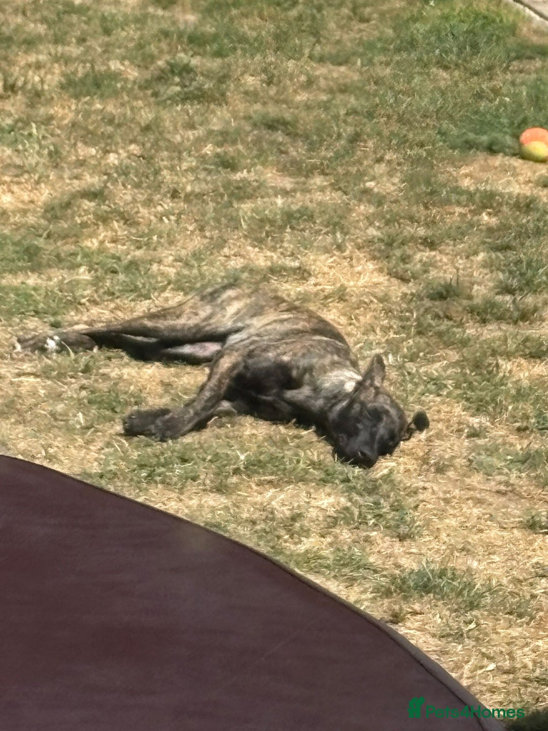 Mixed Breed dogs for sale: Whippet x lakeland terrier - Image 7