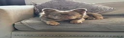 French Bulldog dogs for stud: NEW SHADE FLUFFY FRENCHBULL FOR STUD  in Larkhall - Advert 7