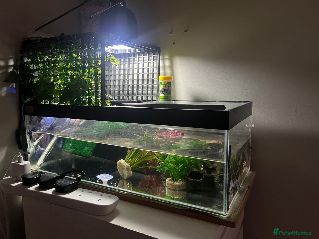 Turtle reptiles for sale: Female musk turtle - Image 4