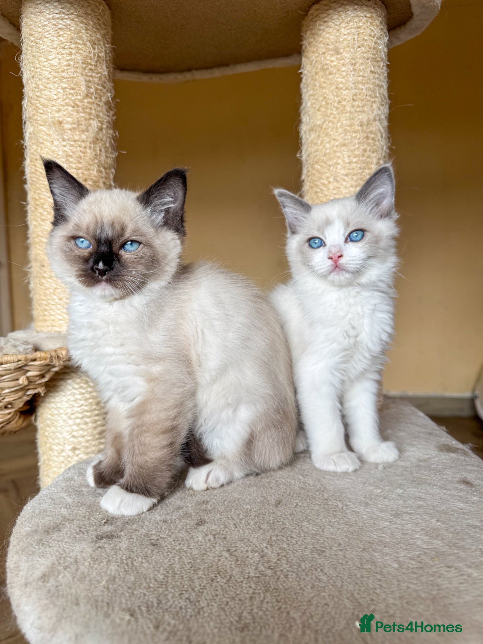 Ragdoll cats Mink carrying ragdoll  - Advert 6