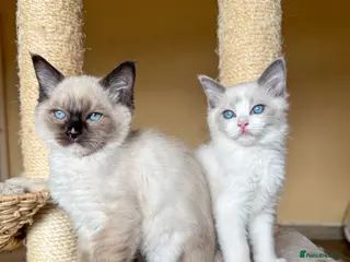 Ragdoll cats Mink carrying ragdoll - Advert 6