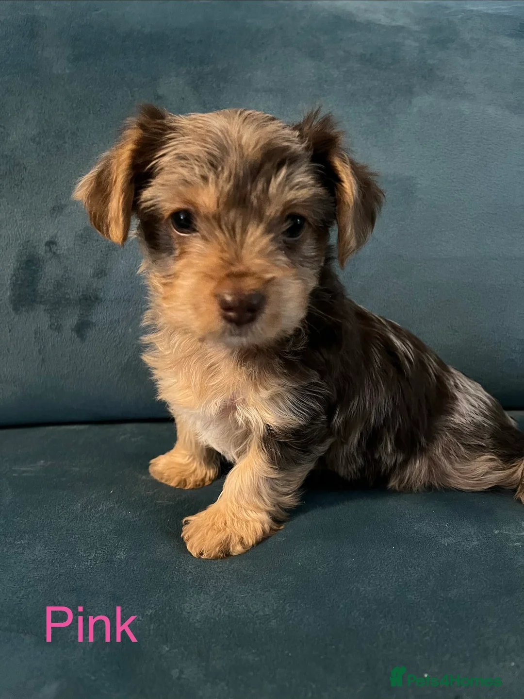 Yorkshire Terrier dogs for sale: READY NOW! - MINI YORKSHIRE TERRIERS - Advert 9