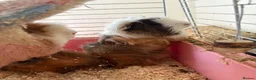 Guinea Pig rodents for sale: Guinea pigs free in Barking - Advert 5
