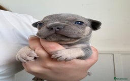 French Bulldog dogs for sale: Gorgeous French bulldog puppies READY MONDAY!!  - Image 2