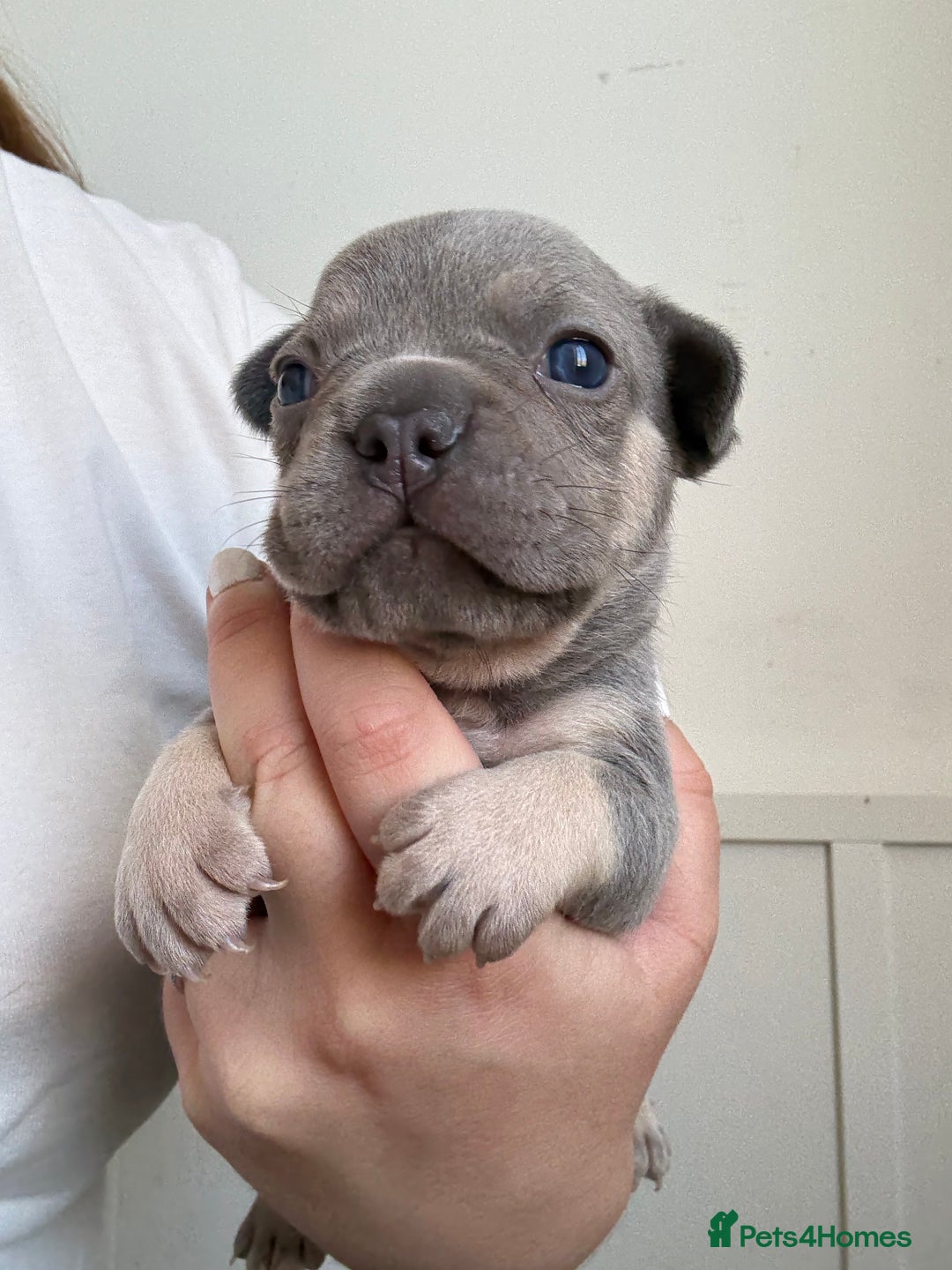 French Bulldog dogs for sale: Gorgeous French bulldog puppies READY MONDAY!!  - Image 2