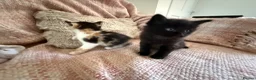 Mixed Breed cats for sale: Ragamuffin mix kittens please read description  - Advert 22