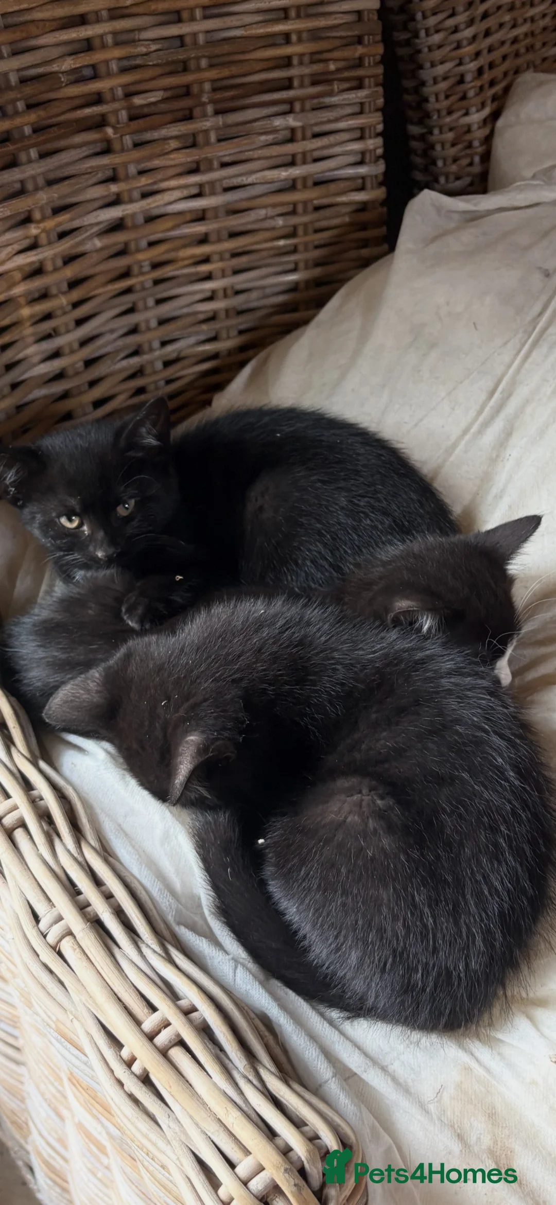 Domestic Shorthair cats for sale: Farm kittens  in Hawes - Advert 2