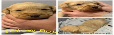 Labradoodle Puppy 2
