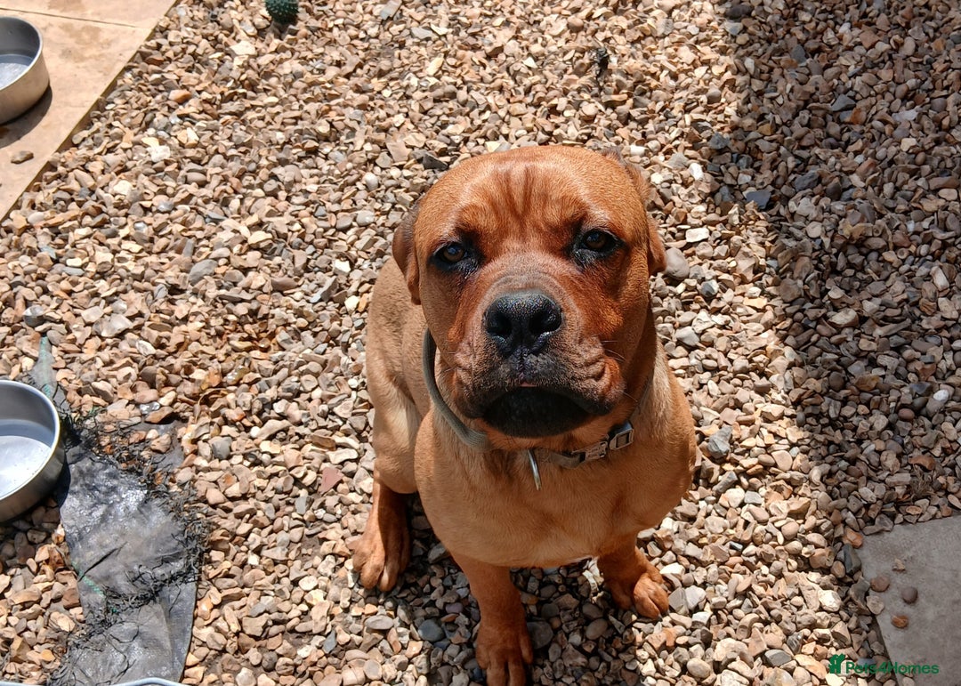 Mixed Breed dogs for sale: Mastiff X rottweiler  - Image 5