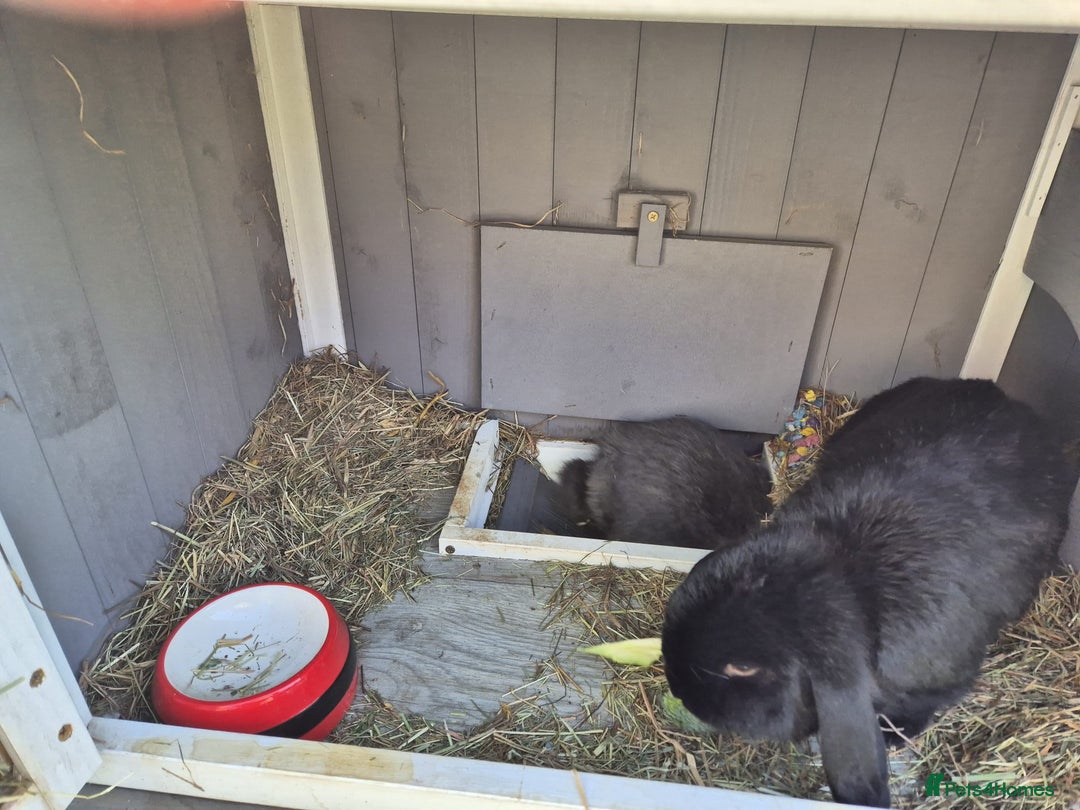 Mini Lop rabbits for sale: Brother and sister mini lops  - Image 3