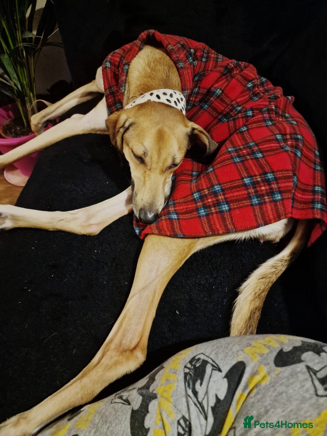 Mixed Breed dogs for sale: Beautiful saluki x greyhound for adoption - Image 32