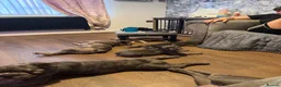 French Bulldog dogs for sale: champion french bulldog pups - Advert 15