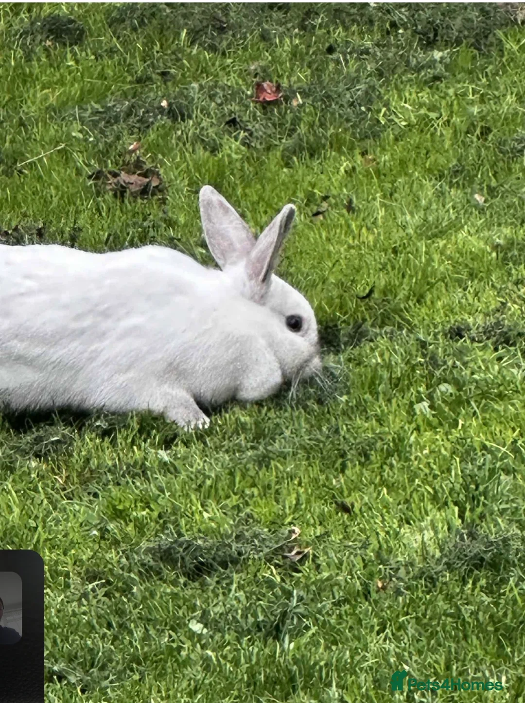 Mixed Breed rabbits for sale: Two rabbits  - Advert 8