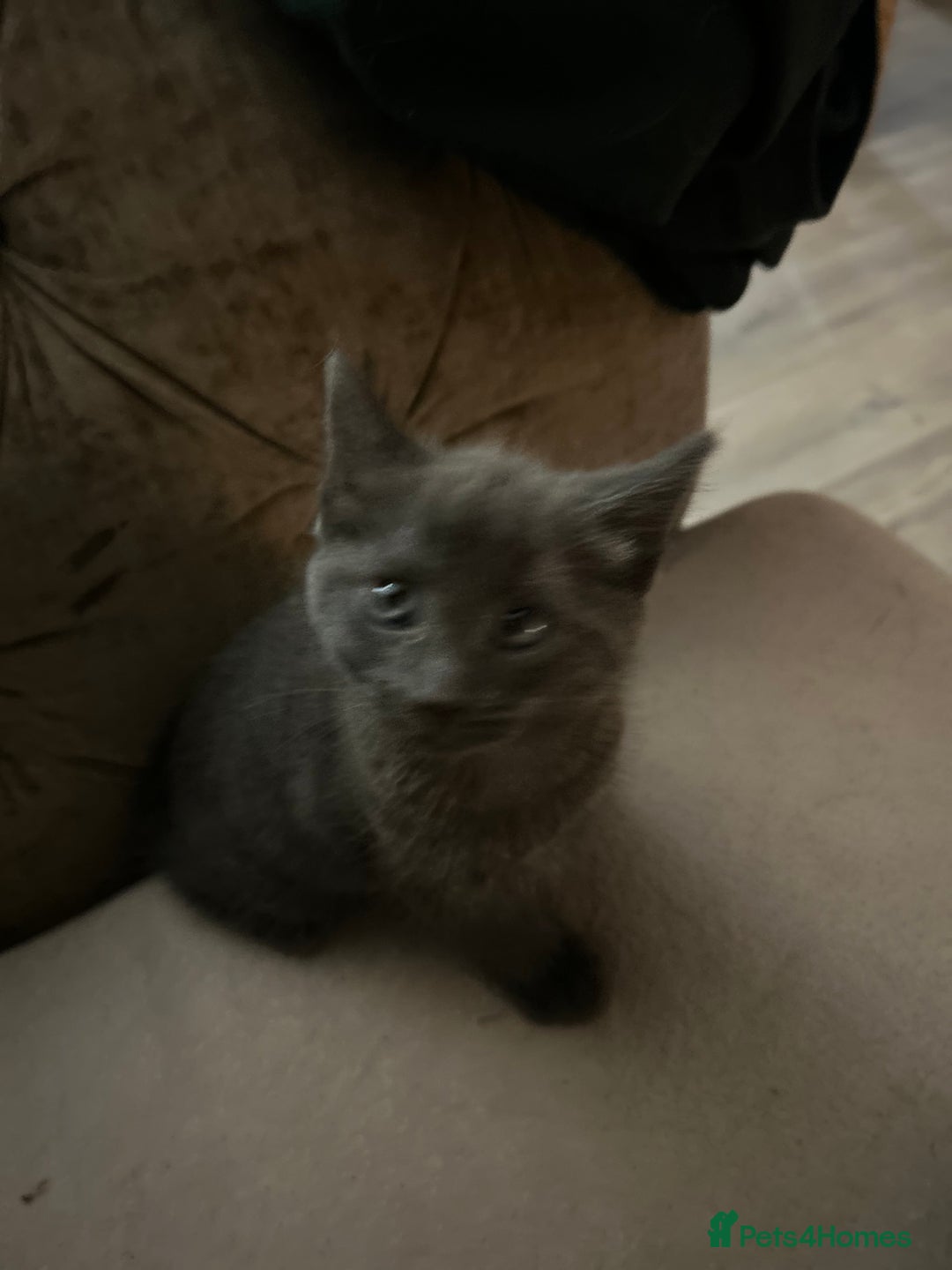 Ragdoll cats for sale: 4 adorable kittens - Image 4