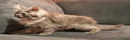 Maine Coon cats for sale: Pedigree Maine Coon kittens in Manchester - Advert 7