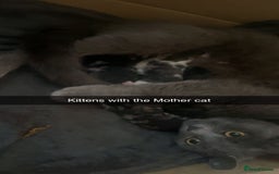 Siberian cats for sale: Gorgeous Male Kitten Ready to go. - Image 2