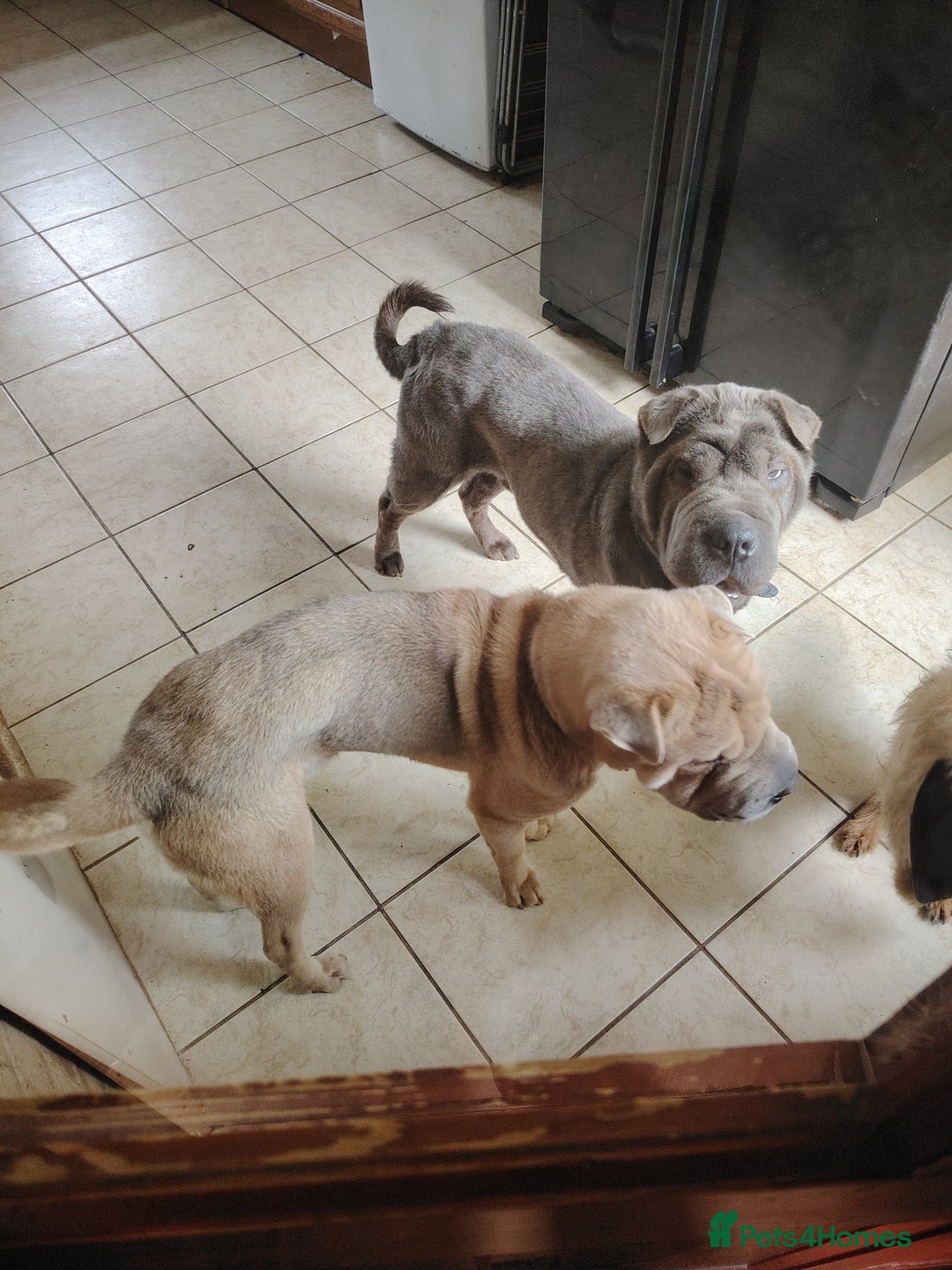 Shar Pei dogs for sale: Two male shar pei - Image 2