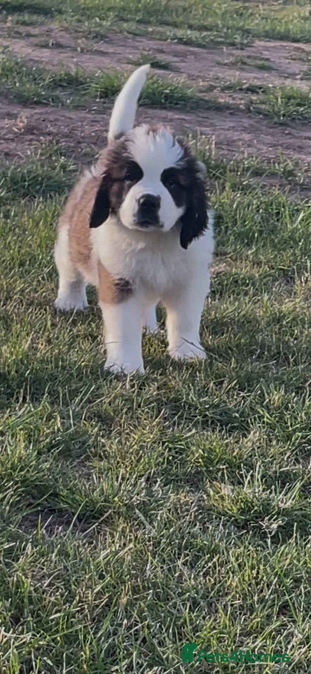 Saint Bernard dogs for sale: Female Kc registered Saint Bernard puppies  - Advert 2