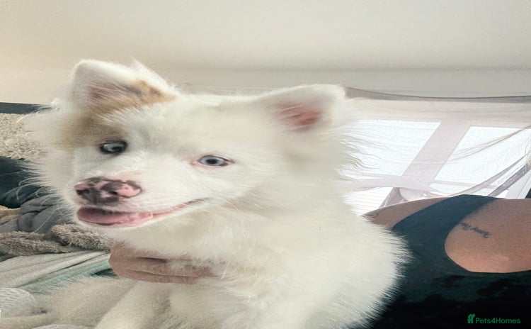 Pomsky dogs - Advert 1