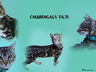 Bengal cats BLUE + SNOW CARRIER Silver Korea Import Clouded in Gateshead - Advert 5