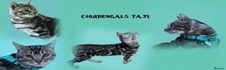 Bengal cats for stud: BLUE + SNOW CARRIER Silver Korea Import Clouded in Gateshead - Advert 6