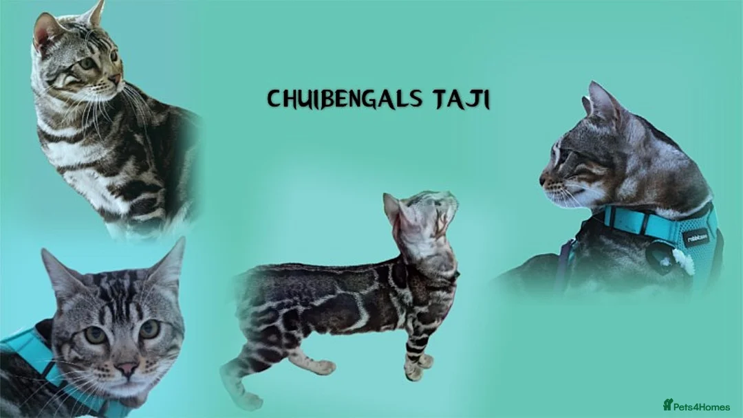 Bengal cats for stud: BLUE + SNOW CARRIER Silver Korea Import Clouded in Gateshead - Advert 6