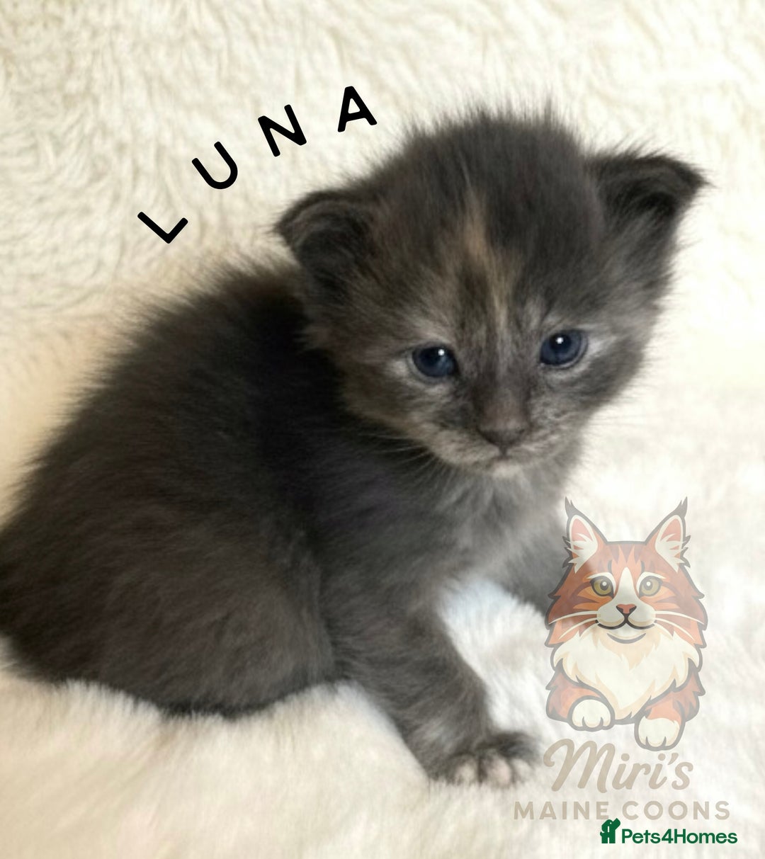 Maine Coon cats for sale: GCCF Blue Torbie Maine Coon Kittens - 3 girls - Advert 8