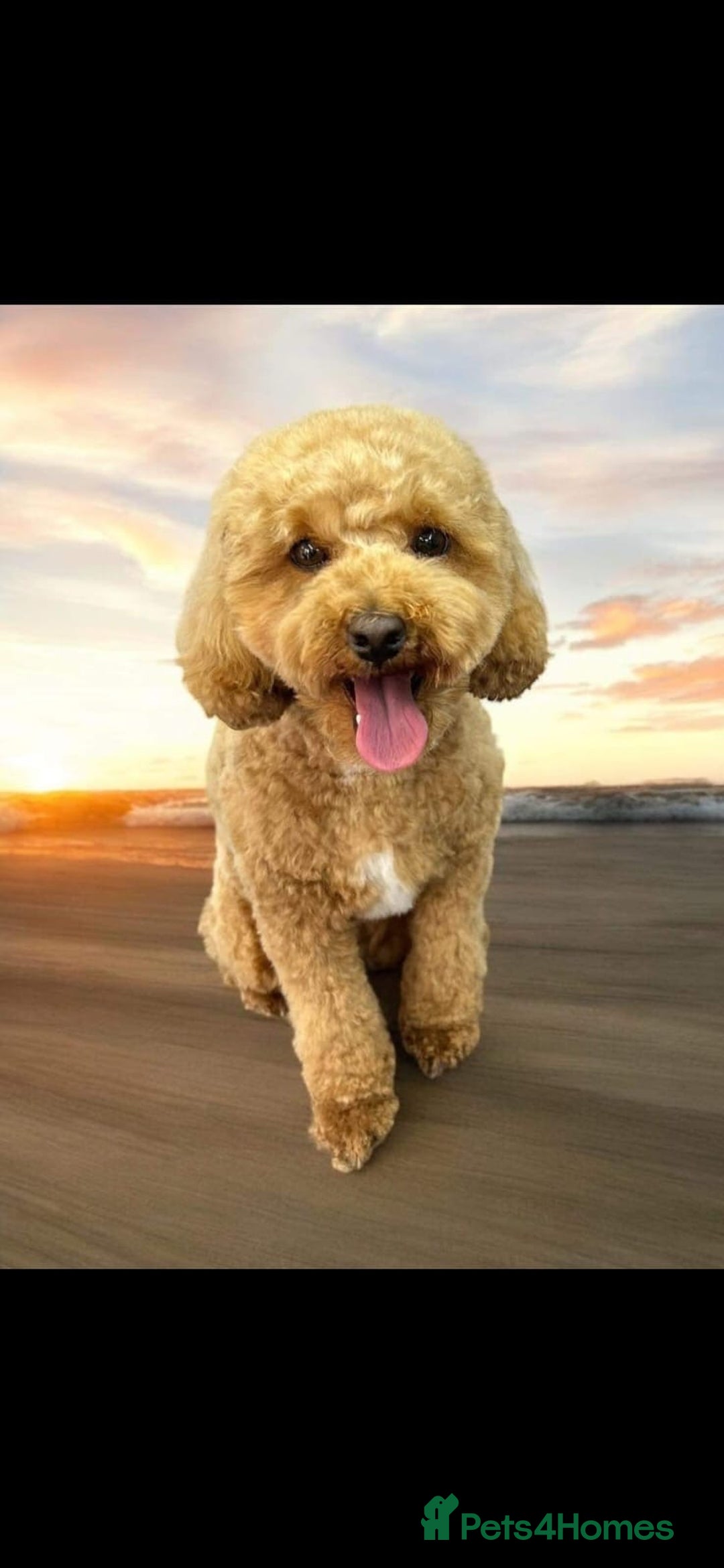 Miniature Poodle dogs for stud: Chocolate brown Miniature Poodle Stud - Advert 13