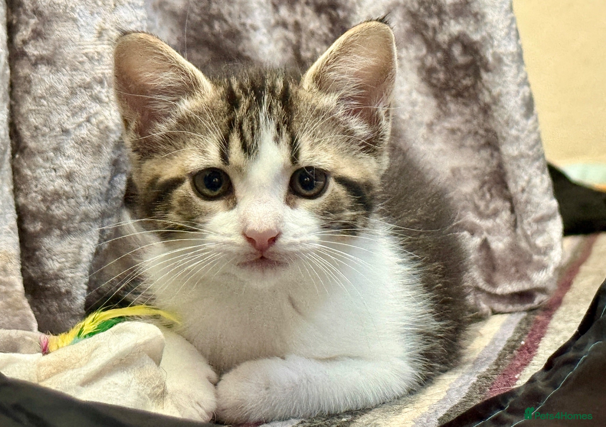 Mixed Breed cats Bonded pair of Tabby Kittens, Sulley and Boo. - Advert 1