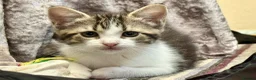 Mixed Breed cats for sale: Bonded pair of Tabby Kittens, Sulley and Boo. - Advert 1