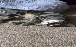 Domestic Shorthair cats for sale: Domestic shorthair - Image 4